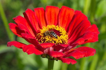 The bee on the red flower of zinnia close-up