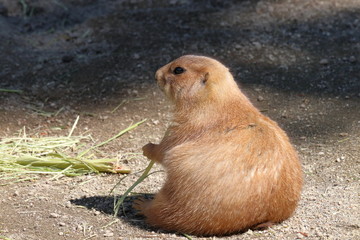 プレーリードッグ　食べ過ぎ注意