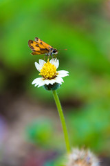 butterfly on a flower