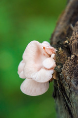 Mushrooms grow on logs in the forest - close up