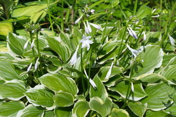 Flowering Hosta with a white border on the leaves in the garden