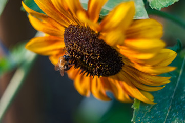 closeup decorative sunflower in a summer garden