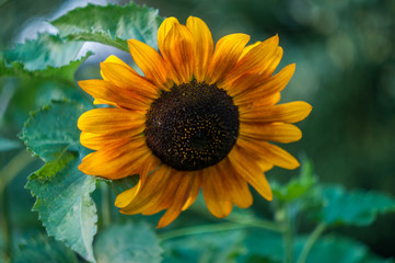Naklejka premium closeup decorative sunflower in a summer garden