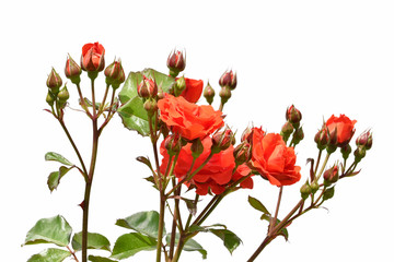 白背景のバラの花
