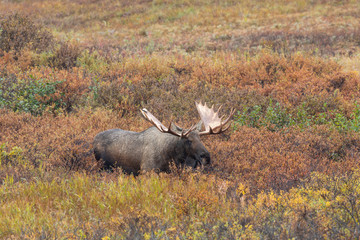 Alaska Yukon Bull Moose in Autumn in Denali National Park