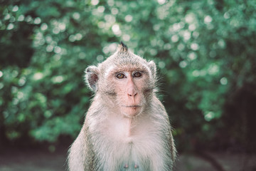 Monkey portrait at the Ankor Wat temple