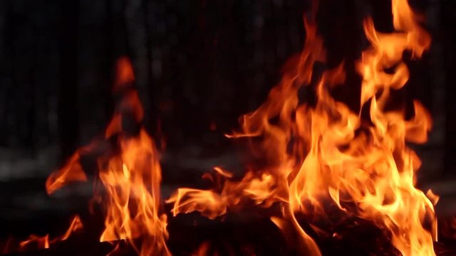 Video of campfire burning on dark night forest background.