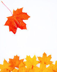 falling leaf of maple on a white background