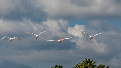 4 cygnes en vol