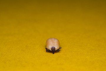 Close-up photo of Ixodes tick isolated on orange surface