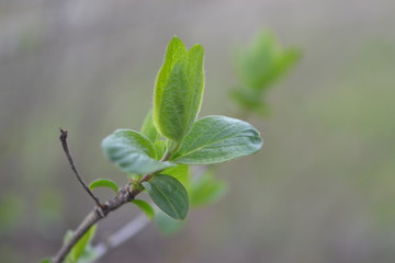 green leaves of a tree 