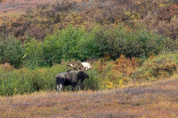 Alaska Yukon Bull Moose in Autumn in Denali National Park