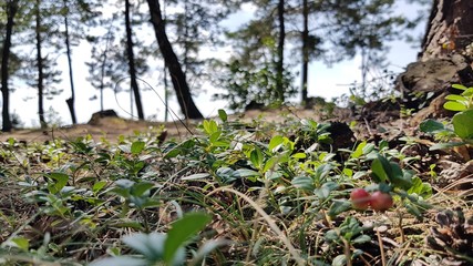 Lingonberry bush close-up in the forests of the Carpathian mountains in summer