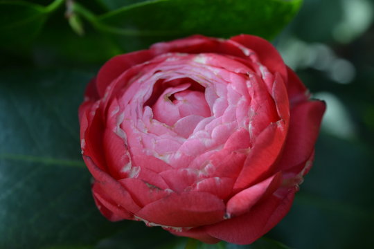 pink kamelia in the garden