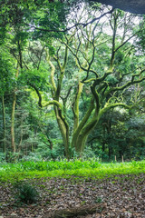 A mossy tree in Meiji Shrine Park, Tokyo