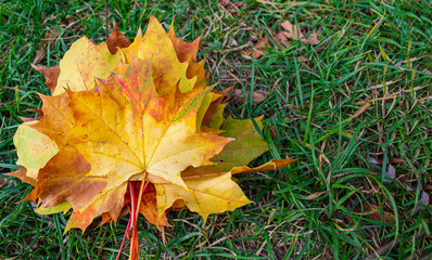Maple leaves on the green grass. Colorful background of autumn maple leaves close-up. High quality image resolution. Multicolored foliage in the Park. Autumn season concept, top view. copy space.