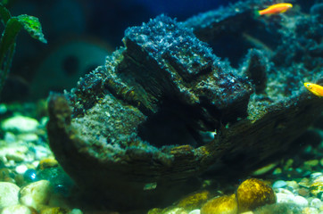 Fototapeta na wymiar The ship at the bottom of the aquarium dark photo