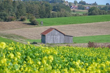 Fototapeta na wymiar Landschaft in Oberbayern im Herbst mit einer Holzhütte und blühendem Senffeld