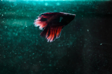 Cockerel fish in aqua color in aquarium, glowing silhouette and contour