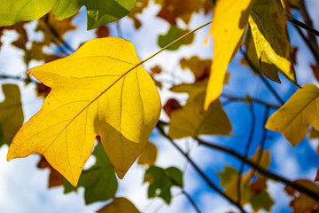 Maple leaves against a blue sky. Colorful background of autumn maple leaves close-up.  Colorful foliage in the Park. The concept of the fall season, top view.