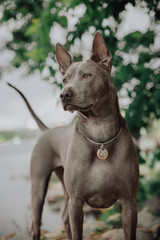 two Thai Ridgeback dog playing on the grass, outdoor