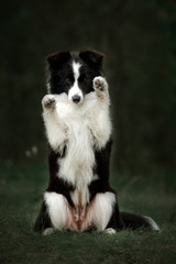 Border Collies like as bunny in the dark forest