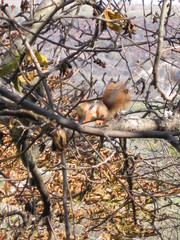 squirrel