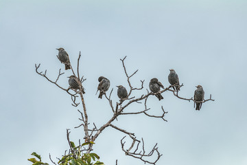 Common starling (sturnus vulgaris) juvenile starlings in natural habitat on a tree log, small part of huge starling flock