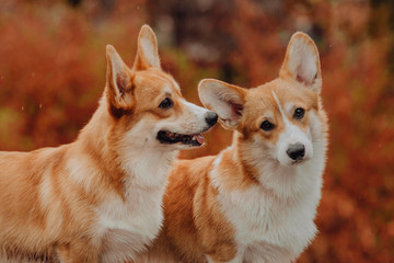 Naklejka na ściany i meble Welsh Corgi Pembroke dogs in autumn forest