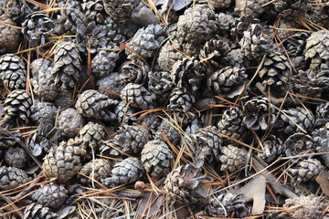 Pine cones lie on the ground