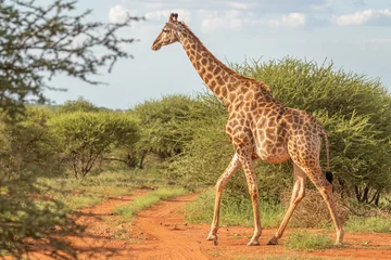 Rolgordijnen One giraffe ( Giraffa camelopardis) walk through the savannah between the plants, Madikwe Game Reserve, South Africa.  © Gunter