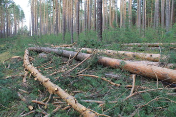 Cutting down a pine forest in autumn
