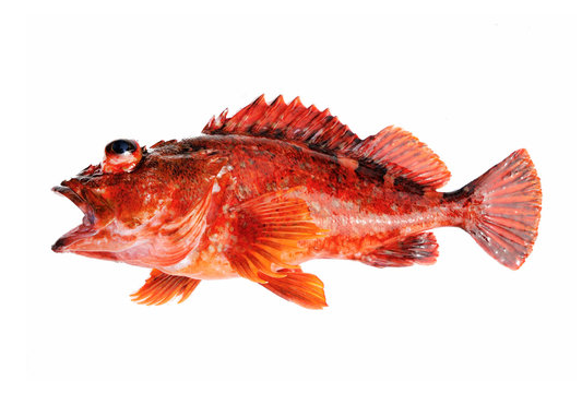 カサゴ Images Browse 647 Stock Photos Vectors And Video Adobe Stock