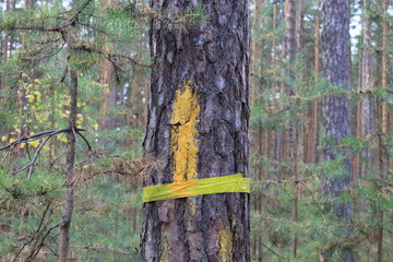 Yellow marked pine tree felling