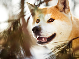 Close-up portait of smiling Japanese Akita inu dog in winter