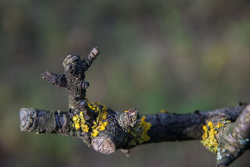 Yellow moss on an old tree in the forest, selective focus, bark with moss, nature concept