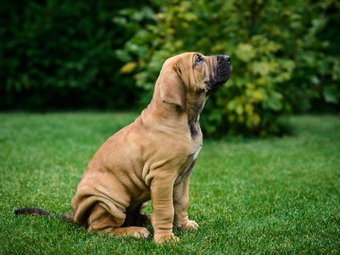 Adorable Fila Brasileiro puppy portrait