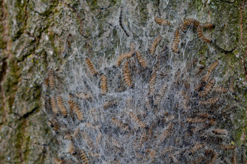 Eichenprozessionsspinner