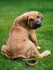 Adorable Fila Brasileiro puppy portrait