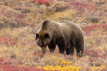 Grizzly Bear in Autumn in Alaska