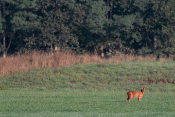 Solitary roebuck in sunny meadow.