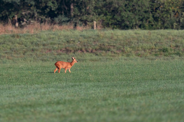 Solitary roebuck in sunny meadow.