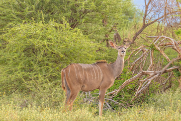 Female greater kudu ( Tragelaphus strepsiceros), Madikwe Game Reserve, South Africa.