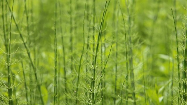 Lush green stems of the horsetail with blurry background