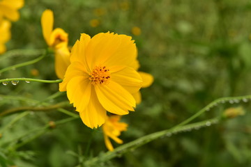 キバナコスモス