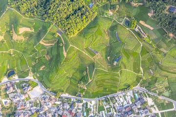 small village with tea garden