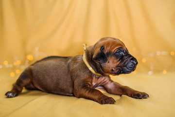 Cute newborn rhodesian ridgeback puppy just opened eyes