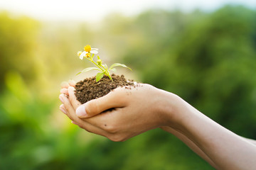 Environment friendly concept of a young hand holding small plant with white flower at sunset and green nature background