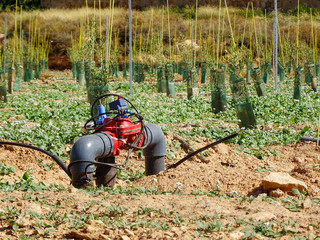 irrigation modernization in an olive grove