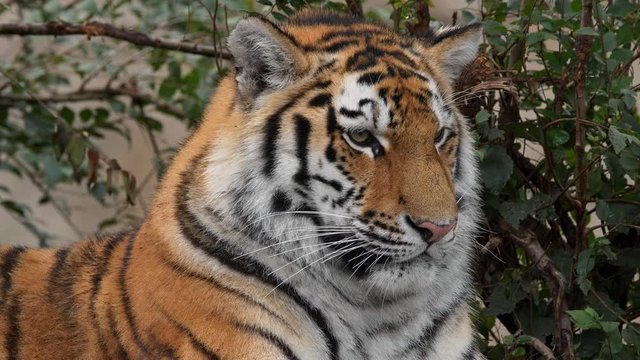 Siberian tiger (Panthera tigris altaica) cub portrait